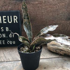 サンスベリア スタッキー 8号 サンセベリア 観葉植物 鉢植え