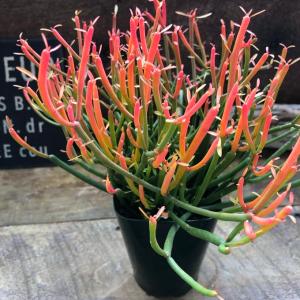 多肉植物 pnwハオルチア ドドソン紫オブツーサ錦 実生 Plant's Work