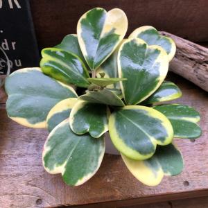 値引きセール 送料無料 観葉植物 ユッカエレファンティペス 8号 高さ