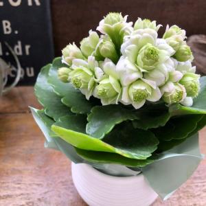 ホワイト カランコエ 豪華な多肉植物 パリ 八重咲き インテリア