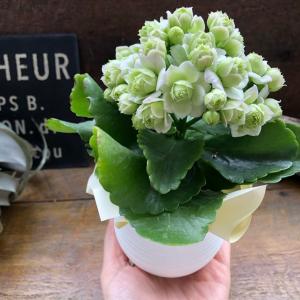 ホワイト カランコエ 豪華な多肉植物 パリ 八...の詳細画像2