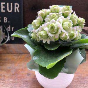 ホワイト カランコエ 豪華な多肉植物 パリ 八...の詳細画像3