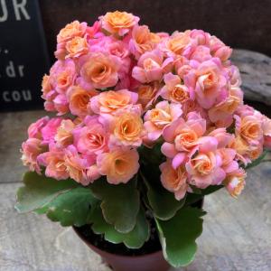 ピンク 豪華なバラ咲き カランコエ パリ 多肉植物