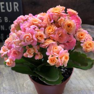 ピンク 豪華なバラ咲き カランコエ パリ 多肉植物の詳細画像1
