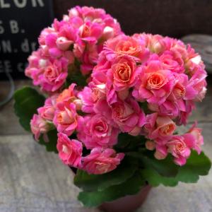 ピンク 豪華なバラ咲き カランコエ パリ 多肉植物の詳細画像2
