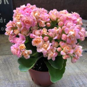 ピンク 豪華なバラ咲き カランコエ パリ 多肉植物の詳細画像3