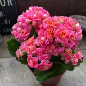 ピンク 豪華なバラ咲き カランコエ パリ 多肉植物の詳細画像4