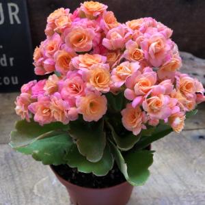 ピンク 豪華なバラ咲き カランコエ パリ 多肉植物の詳細画像5