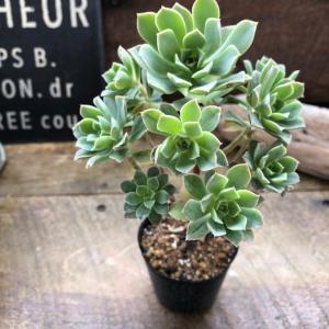 遊蝶曲 アエオニウム 多肉植物 ロゼット 黒法師