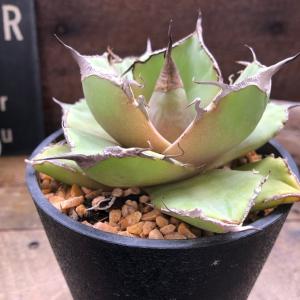 クレイジー アガベ チタノタ 多肉植物 おしゃれの詳細画像1