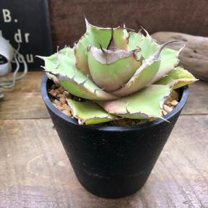 クレイジー アガベ チタノタ 多肉植物 おしゃれの詳細画像5