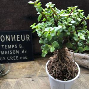 雅楽の舞 幹立ち ポーチュラカリア 多肉植物