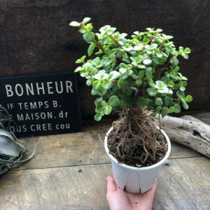 雅楽の舞 幹立ち ポーチュラカリア 多肉植物の詳細画像2