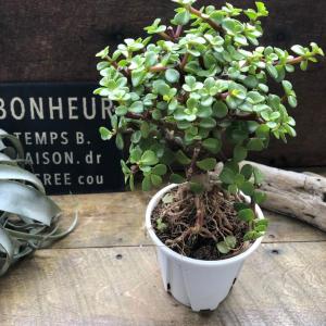 雅楽の舞 幹立ち ポーチュラカリア 多肉植物の詳細画像5