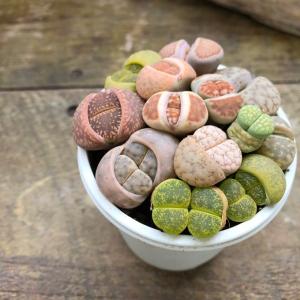 リトープス 2.5号 可愛いもりもり 多肉植物の詳細画像2