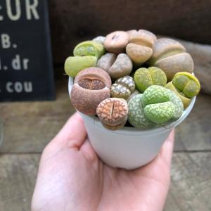リトープス 2.5号 可愛いもりもり 多肉植物の詳細画像3
