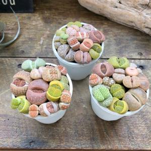 リトープス 2.5号 可愛いもりもり 多肉植物の詳細画像4