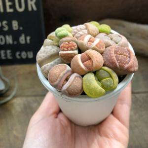 リトープス 2.5号 可愛いもりもり 多肉植物の詳細画像5