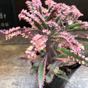 不死鳥錦 ピンクの子供がキュート 縁起物 多肉植物の詳細画像1