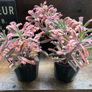 不死鳥錦 ピンクの子供がキュート 縁起物 多肉植物の詳細画像4