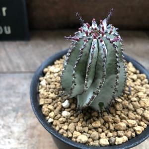 多肉植物：アガベ ピンキー*幅5cm 現品！一品限り : 遊恵盆栽