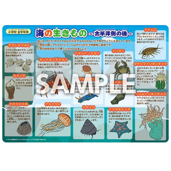ペタっとステッカー「海の生き物 -太平洋側の磯-」部屋　小学生　理科　ポスター　ステッカー　A5判 ...