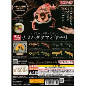 いきもの大図鑑アドバンス オオカマキリとショウリョウバッタ 全４種 カプセル A いきもの大図鑑アドバンス オオカマキリとショウリョウバッタ