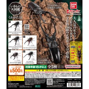 ※週末限定特価！※大型エラフスホソアカクワガタ♂野外標本 エラフスホソアカクワガタ（メタリックグリーン）】いきもの大図鑑