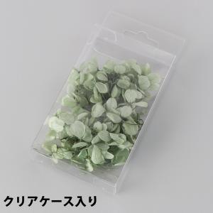 アジサイ ミニパック ブルーグリーン_No.7...の詳細画像1