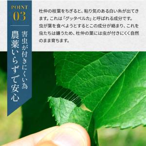 杜仲茶 国産 ティーバッグ 無農薬 送料無料 ...の詳細画像2