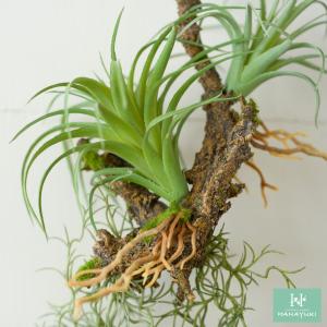 HANAYUKI フェイクグリーン 着生植物 ...の詳細画像2