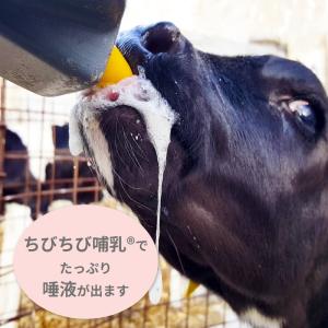 【哺乳器具】 【ちびちび哺乳推奨】【牛用】 ミ...の詳細画像1