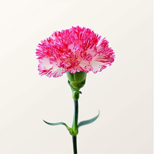 CD/半崎美子/母へ (CD+DVD) (特別盤)