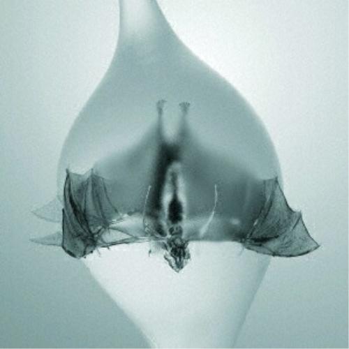 CD/アンプロセスド/エンジェル (解説歌詞対訳付)