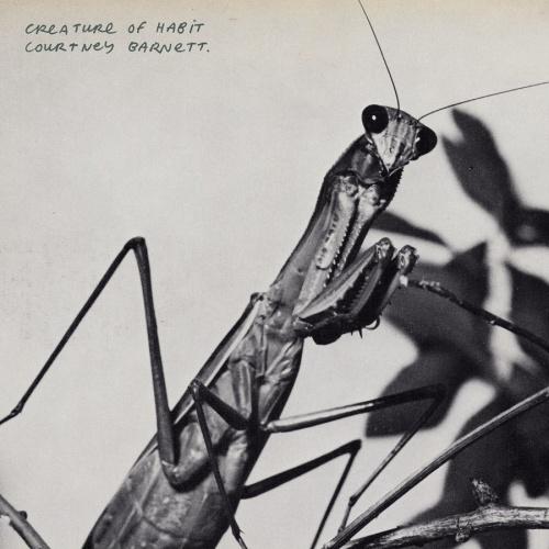 CD/コートニー・バーネット/Creature Of Habit (SHM-CD) (解説歌詞対訳付...