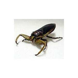 HANSA BH8523 タガメ たがめ ぬいぐるみ リアル 新作 爆買 母の日
