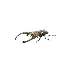 昆虫大図鑑、エラフスホソアカクワガタ、ギラファ等、ヘラクレスオオカブト 新品】 エラフスホソアカクワガタ（メタルグリーン） いきもの大