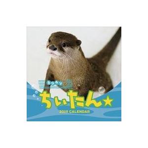 中古カレンダー カワウソちぃたん☆(祝日訂正シール付き) 2019年度カレンダー