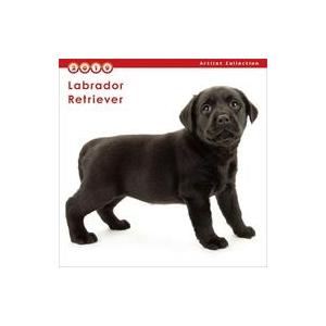 中古カレンダー THE DOG ラブラドール・レトリーバー 2019年度ミニカレンダー