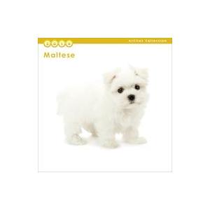 中古カレンダー THE DOG マルチーズ 2019年度ミニカレンダー