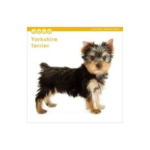 中古カレンダー THE DOG ヨークシャー・テリア 2019年度ミニカレンダー