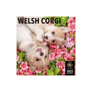 中古カレンダー PICTWAN ウェルシュ・コーギー(L版) 2025年度カレンダー