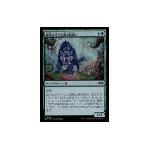 中古マジックザギャザリング 0189[C]：【WOE】【FOIL】縄張り持ちの魔女跡追い/Territorial Witchstalker