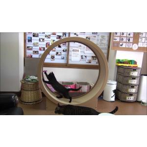 猫と遊んで運動不足解消！　ねこクル　【受注生産納期3ヶ月】ねこ/ネコ/猫/回転/運動/CAT/肥満/WHEEL/室内/タワー