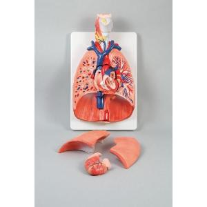 肺の構造模型 実物大｜suzumori