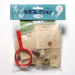 化石コレクション FS08 化石標本 10種 解説 復元イラスト付き｜suzumori