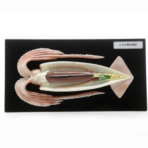 イカの解剖模型 スルメイカ 解剖模型｜suzumori