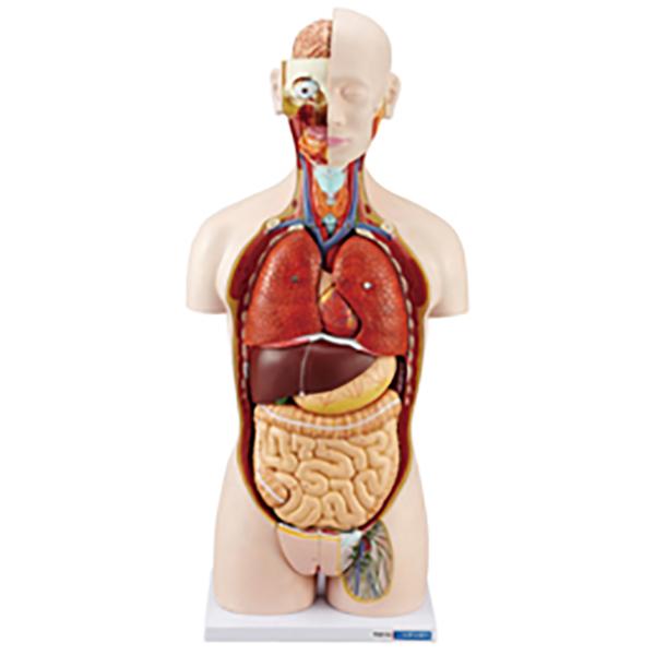 人体解剖模型 トルソー型 DT27 ケニス 3-160-0113