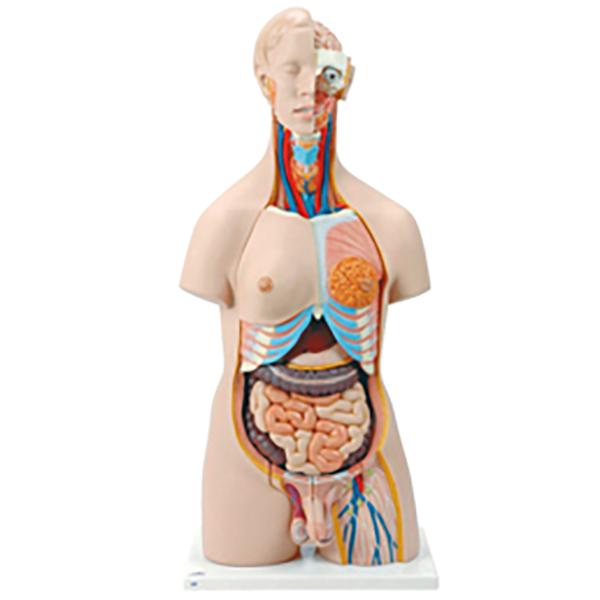 人体解剖模型 トルソー型 B-30 ケニス 3-160-0116