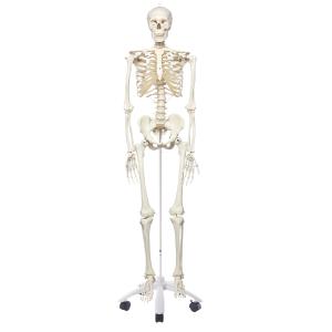 人体骨格模型 A10｜suzumori